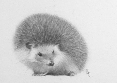 hedgehog drawing awesome rebecca forster artist director long island academy